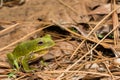 Barking Tree Frog