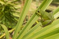 Barking Tree Frog Royalty Free Stock Photo