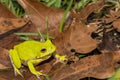 Barking Tree Frog Royalty Free Stock Photo