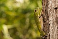 Barking Tree Frog Royalty Free Stock Photo