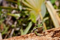 Barking Treefrog