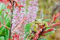 Barking Treefrog Royalty Free Stock Photo