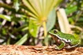 Barking Treefrog Royalty Free Stock Photo