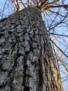 Barking up a tree