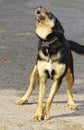 Barking watchdog, black and gold colored.