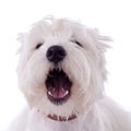 Barking westie Royalty Free Stock Photo