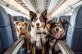 BarkJet: Get ready for a tail - wagging adventure with our low - cost airline! Sniff out the best deals and enjoy a doggone good