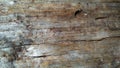 Barkless wood background Royalty Free Stock Photo