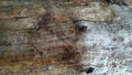 Barkless wood background_2