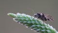 Barklice eating Insects seen with big magnification, psocoptera