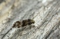 Barklice, Psocoptera on pine wood with lichen
