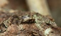 Barklouse, Psocoptera on bark