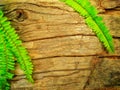 Bark wood and fern pattern background Royalty Free Stock Photo