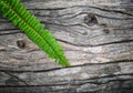 Barkwood and fern pattern background Royalty Free Stock Photo