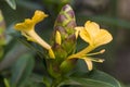 Barleria lupulina Lindl flower / ACANTHACEAE