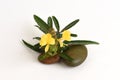 Barleria lupulina Lindl flower. Royalty Free Stock Photo