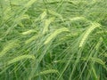 Barley Royalty Free Stock Photo