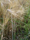 Yellow ripe barley grains field