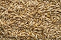 Barley Royalty Free Stock Photo