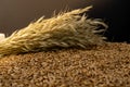 Barley beans. Grains of malt close-up. Barley on sacking background. Food and agriculture concept.