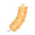 barley branch illustration