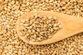 Barley cereal grain. Grains in wooden spoon. Close up. Royalty Free Stock Photo