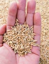 Barley cereal grain seeds dried food whole jau grains d'orge graos de cevada graos de cevada granos de cebada photo