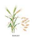Barley cereal grass and grains - vector botanical illustration in flat design isolated on white background.