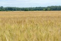 Barley corns field Royalty Free Stock Photo