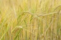 Barley corns field Royalty Free Stock Photo