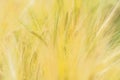 Barley corns field Royalty Free Stock Photo