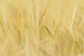 Barley corns field Royalty Free Stock Photo