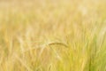 Barley corns field Royalty Free Stock Photo