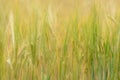 Barley corns field Royalty Free Stock Photo