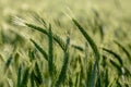 Barley corns field Royalty Free Stock Photo
