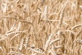 Barley crop Royalty Free Stock Photo