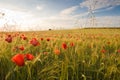 Barley crop Royalty Free Stock Photo