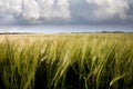 Barley Crop Royalty Free Stock Photo