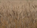 Barley crop background