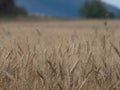 Barley crop