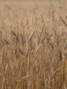 Barley crop in field