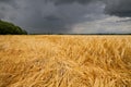 Barley crop flattened by wind and rain Royalty Free Stock Photo