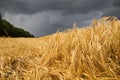 Barley crop flattened by wind and rain