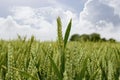 Barley crop Royalty Free Stock Photo