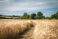 Barley crop