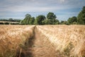 Barley crop