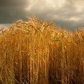 Barley crop in Lincolnshire,England.