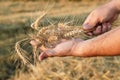 Barley crop.