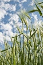 Barley crop plants on field Royalty Free Stock Photo