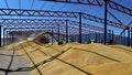 Barley crops being separated out of dust in the yard. Royalty Free Stock Photo